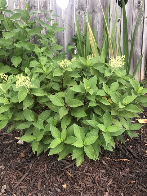Firelight Tidbit is getting ready for her debut performance. : r/gardening