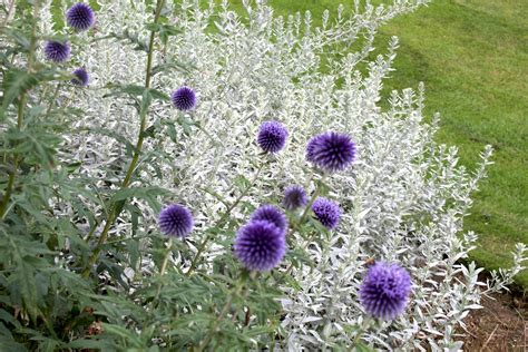 Artemisia ludoviciana 'Silver Queen' – Ballyrobert Gardens