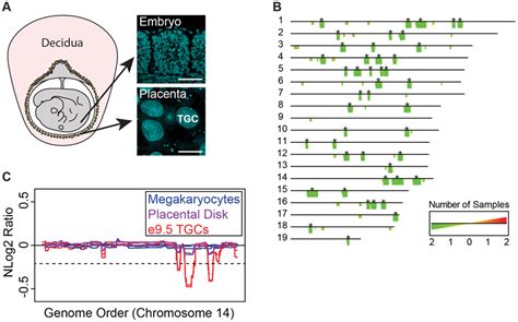 UR Domains Are Specific To TGCs A TGCs In Relationship To Other