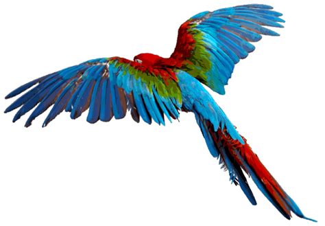 Macaw Png Transparent Images Png All