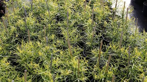 Podocarpus Gracilior Fern Pine Awa Nursery