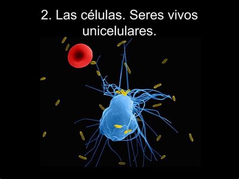 Las células seres vivos unicelulares PPT