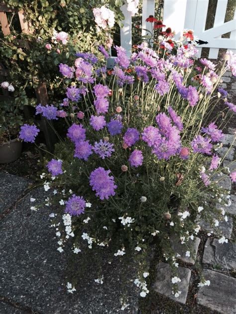 Pincushion flowe Oregon Garden, Astoria Oregon, Pond, Plants, Water ...