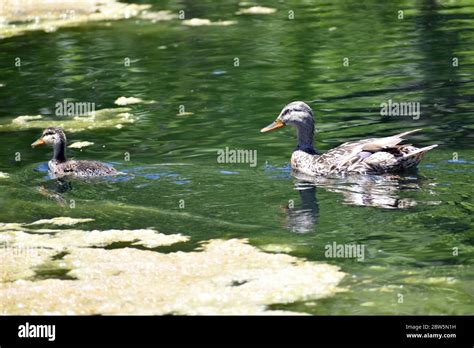 Ducks Swimming Stock Photo - Alamy