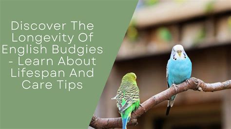 Discover The Longevity Of English Budgies Learn About Lifespan And Care Tips