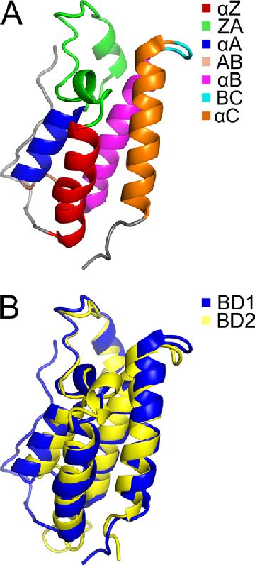 Brd4 Bromodomain Structures A Overview Of Bromodomain Structure Download Scientific Diagram