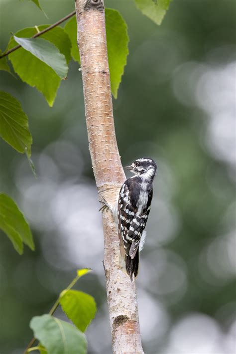 Downy Woodpecker Photos, Download The BEST Free Downy Woodpecker Stock ...