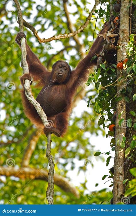 Orang Utan Relaxing Pose In Zoo Royalty Free Stock Photography