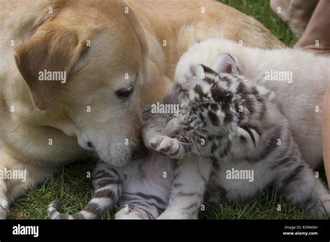 White tiger cubs Stock Photo - Alamy