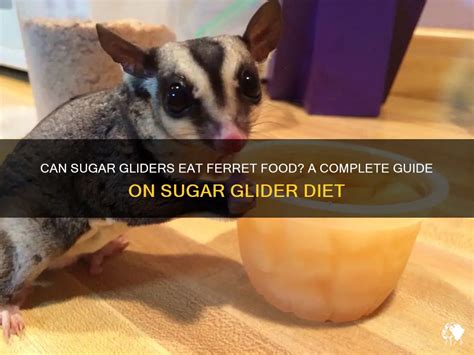 Can Sugar Gliders Eat Ferret Food A Complete Guide On Sugar Glider