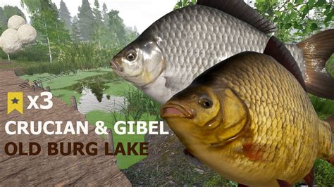 Russian Fishing 4 RF4 Old Burg Lake ACTIVE SPOT CRUCIIAN GIBEL