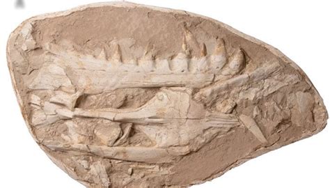 Nightmarish Fossil Of 66 Million Year Old Sea Lizard Discovered