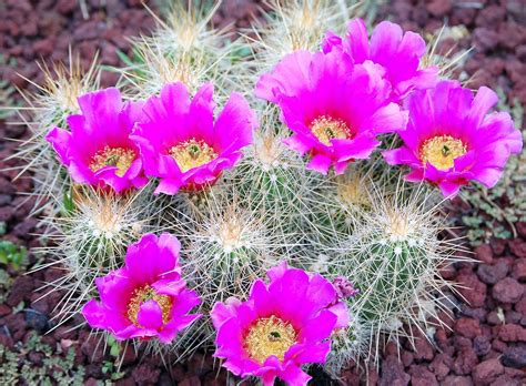 Flowering Cactus Plants Stock Image B Hot Sex Picture