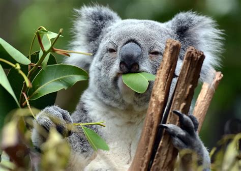 Koala’s Food