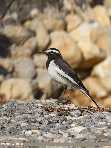 White Browed Wagtail Motacilla Maderaspatensis White Bro Flickr