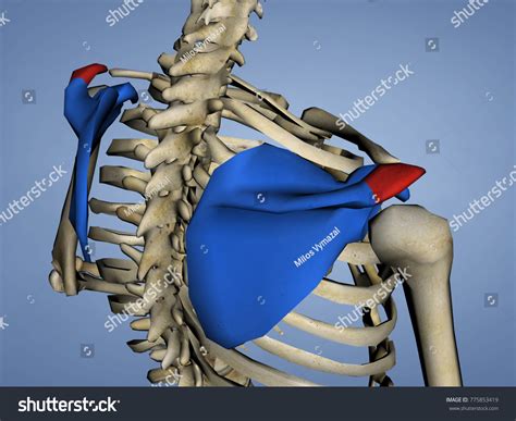 Acromion Scapula Mskelscapulaacromion 1 3d Model Ilustración De Stock 775853419