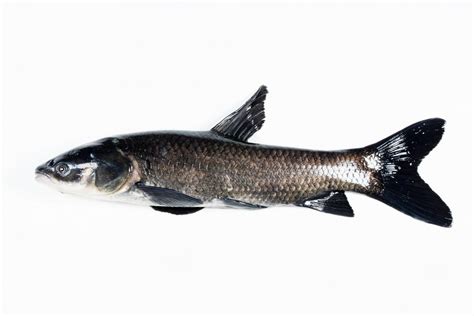 Black Carp Asian Carp Canada