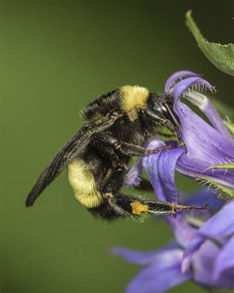 The Buzz: North Carolina’s Coolest Native Bees - WALTER Magazine