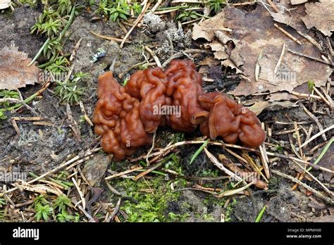 False Morel Gyromitra Esculenta Wild Mushroom From Finland Stock