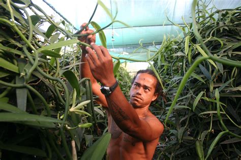 Photos report: growing vanilla under greenhouses in Tahiti - Horti ...