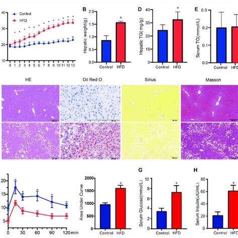 Evaluation Of Metabolic Phenotype In The HFD Fed Mice A B The Body