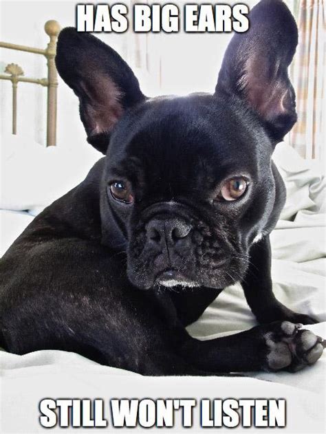 15 Frenchie memes that will make you smile - TomKings Kennel