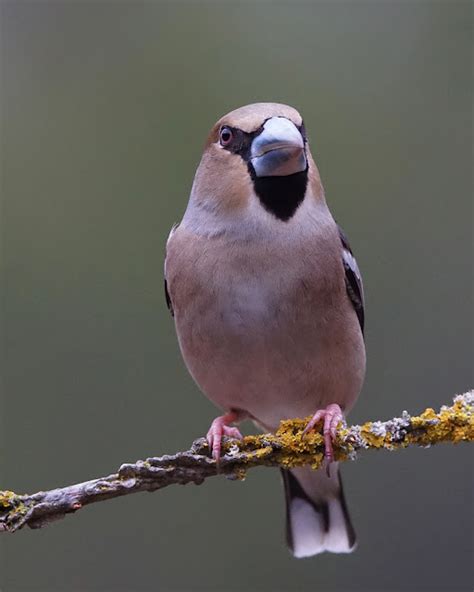 Pasi N Por Las Aves Picogordo Coccothraustes Coccothraustes