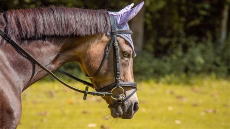 What is a Horse Bridle? Parts, Uses, Types & FAQs Answered