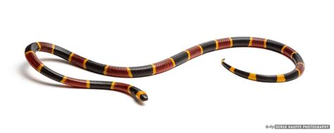 Eastern Coral Snake – Alabama Herpetological Society