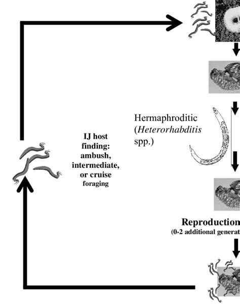 Life Cycle Of Entomopathogenic Nematodes Host Larva Is Popillia