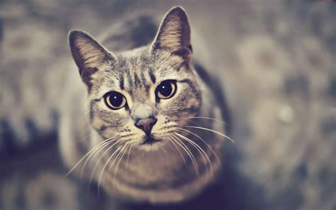 Cat Close Up Pictures wallpaper | 1920x1200 | #74555