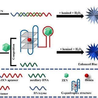 Schematic Diagram Of Label Free And Chemiluminescence Detection Of Zen