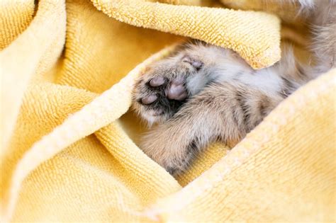 『書く習慣』1ヶ月チャレンジ Day9：最近泣いたこと 数ヶ月前、飼っていた子猫がとつぜん旅立ったときは泣いたなと思い出してたら、今また泣けて