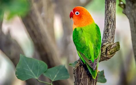 Beautiful Parrot Images