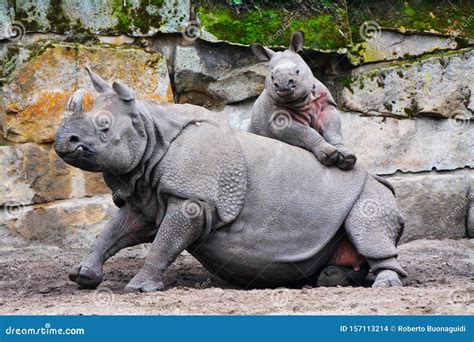 Baby and Mother Rhinoceroses Near Rocks Stock Photo - Image of horned ...