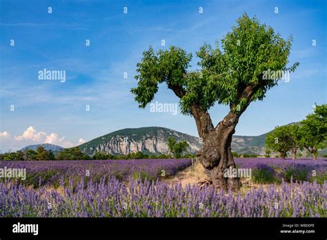 Lavender Field With Tree Lavandula Angustifolia Plateau De Valensole