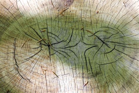 Cut a Transverse Trunk of a Coniferous Tree with Annual Rings on the ...