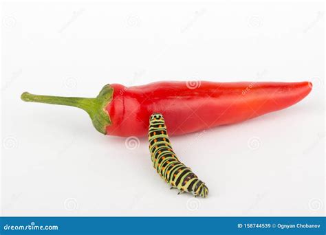 Caterpillar Vegetable Pests Stock Image Image Of Eating Bright