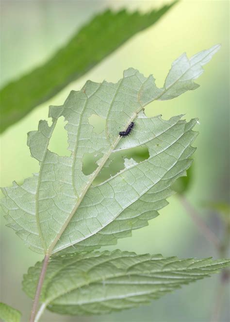Eastern Comma - Alabama Butterfly Atlas