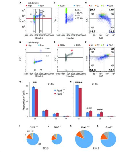 Flow Cytometric Analysis Of Cell Cycle Phases Of Cortical Progenitors