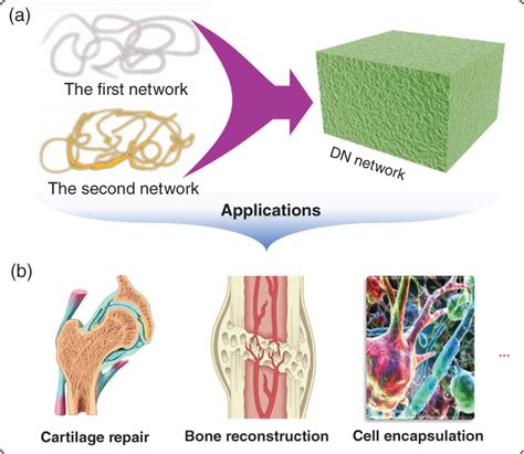 Double Network Hydrogel For Tissue Engineering Gu Wires