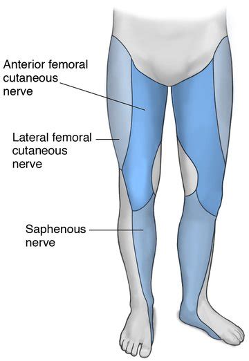 Popliteal Nerve Block Distribution