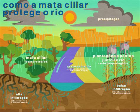 Exemplos De Onde Encontrar Mata Ciliar - Como a Mata Ciliar Protege o Rio – Instituto Astral
