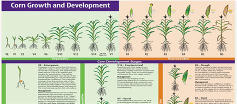 Scout Before Spraying Stink Bug | N.C. Cooperative Extension