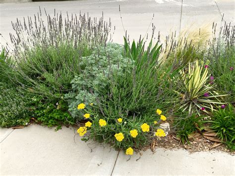 West Texas Drought Resistant Plants