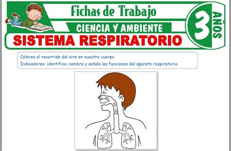 Sistema Respiratorio Para Ninos