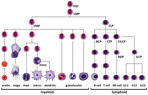 Hematopoiesis Diagram