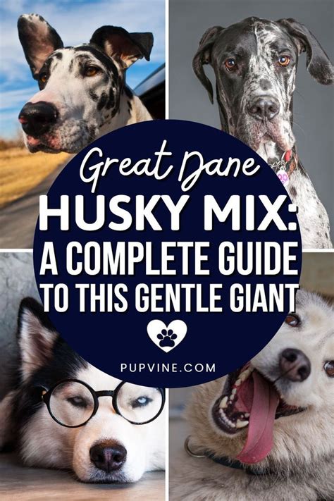 Great Dane Husky Mix Your Best Guide To A Gentle Giant Husky Mix