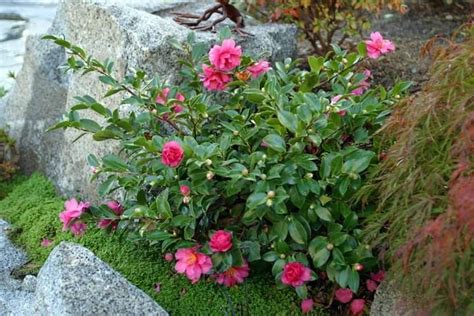 Shishi Gashira Camellia | Pink Blooming Evergreen - PlantingTree ...