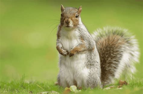 Squirrel Lifespan - How Long Do Squirrels Live?